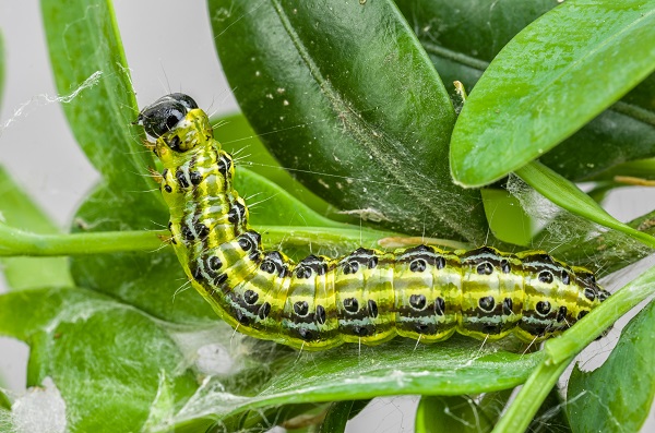 Garden pests hotsell